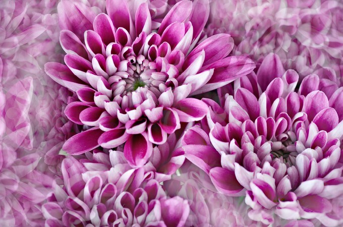 Photo illustration of flowers in pink